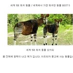 세계 5대 희귀 동물