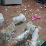 진정한 악마견의 최강수.