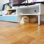 춘삼이와 당당이_친해지길 바래