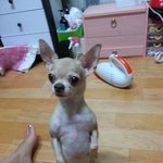 *광진구* 이쁘게 웃는 금빛 <b>치와와</b> 주인님을 찾습니다~ ^^