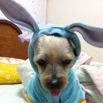 ★ <b>치치</b> 일상 이야기 첫번째 ★