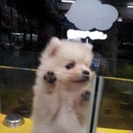 ★★크림포메라니안과 말티즈ㅜㅜ★★