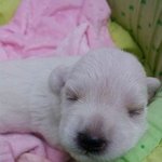 신생견 6남매 슈나<b>꼬물</b>이들 2탄!