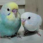 ★옹알이시작한 사랑앵무분양함★