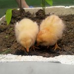 ☆★☆★(혐오주의)여러분닭먹지마세요(사진有)☆★☆★