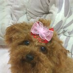제발 부탁드려요. 한번만 읽어주세요. 저희 강아지가 많이 아파요...
