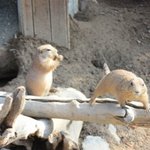 <b>사육사</b>를 꿈꾸는 분들에게~ ( 동물원 전 <b>사육사</b> 이야기 2)