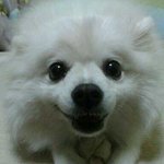[화이트 포메라니안] <b>몽이</b>를 소개합니당 ^.^