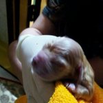 3탄) 우리집 <b>재롱</b>둥이 콩이가 엄마가됐어요!(분양)