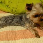 머리가 조금 큰.... 울 막내 .문<b>슈슈</b>슛