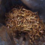 ★★봉지 짜빠게티★★사진포함★★