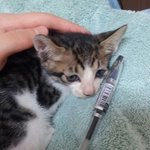 애기길고양이 어떡하나요