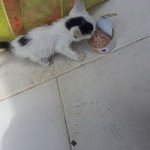 애기냥이 살수있게 기도해주세요 ..