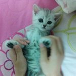 <b>라떼</b>, 입양한지 일주일만에 범백에 걸리다