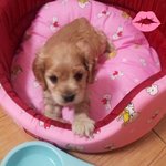 똥꼬발랄~우리다<b>린이</b>♥