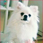 화이트<b>포</b><b>메</b> 바비를 소개합니다!  ♡▽♡