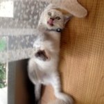 길냥이 출신 타로네 이야기