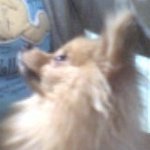 (포메)우리 몽실이가 임신을 했어요! 5탄