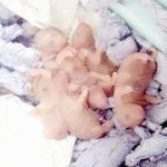 [햄스터성장과정] <b>루비</b> 애기들 많이컸어요!! <3탄>