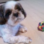 ★★시<b>츄</b>는 못생겼다는 편견을 깬 내새끼★★