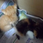 고양이 키우실분...(광주,<b>전남</b>)