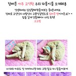 사진有))<b>쩍</b><b>벌</b>고양이끝판왕★