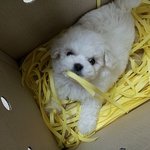 사진有)비숑프리제 뽀송이를 소개합니다!!