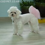 <사진수정> 매일 강아지놀이방으로 출근 하는 저희집애들 사진 올려보아요^^