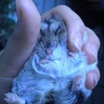 [비만찍찍이들] 100g 넘었던 우리집 <b>드워프</b>햄스터  '도' :) 사진...