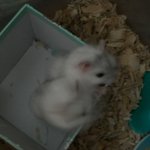 햄스터<b>분양</b>해요~