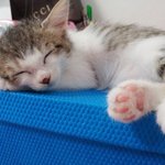 ♣1탄♣팜므파탈!!!!!!! 아가냐옹이 민트!!!!!!