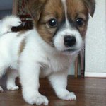 우리꼼모성장기:d