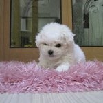 [2탄!]사진有)<b>비숑</b>프리제 뽀송이를 소개합니다!!