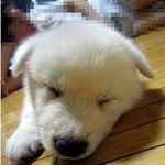 사람인지 개인지 헷갈리는 똥꼬발랄저희집멍멍2들을 소개합니당:-)