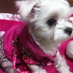 犬스압주의★☆)우리집공쥬 꼼지 신상터는 쥬인백