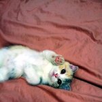 ★★초귀요미판★★ 폴드&amp;먼치킨 냥이자매 - 3