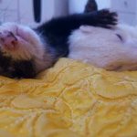 추가+)당신도 반할 페릿의 매력♡