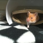 [+후기]★쥐판★/ 우리집엔 35마리의 햄토리들이....♡