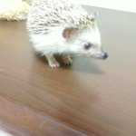 보고싶은 우리집 귀염둥이 곰자..