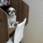 <b>일산</b>사시는분들 꼭 봐주세요ㅠㅠ강아지를 찾습니다