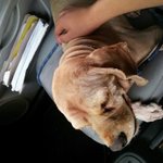 경기도 용인시 <b>동천동</b> 래미안 부근 분실견 주인 찾습니다.