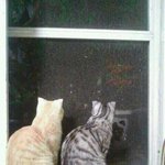 ⊙고양이 판)) 고양이고양이고양이