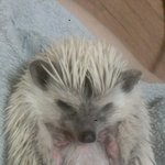 (사진 有)  <b>도도</b>한 도치 모찌의 일상!!!♥