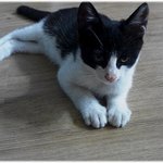 [냥이]봉구님과의 동거시작!