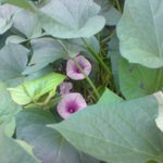 행운의 꽃 - 고구마꽃 보셨나요?