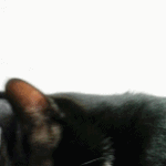 우리<b>집</b> 열마리 고양이 움직이는 <b>사진</b>♡♥