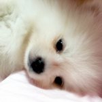 울 강쥐들 자랑질좀~ 사진 <b>대량</b> 투척