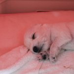 신생견 6남매 슈나<b>꼬물</b>이들 3탄