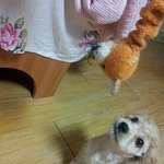 똥꼬<b>발랄</b>한 코카 다린이가왓어여~♥