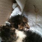 표정이 다양한 우리집 똥꼬 2탄!! (인연)